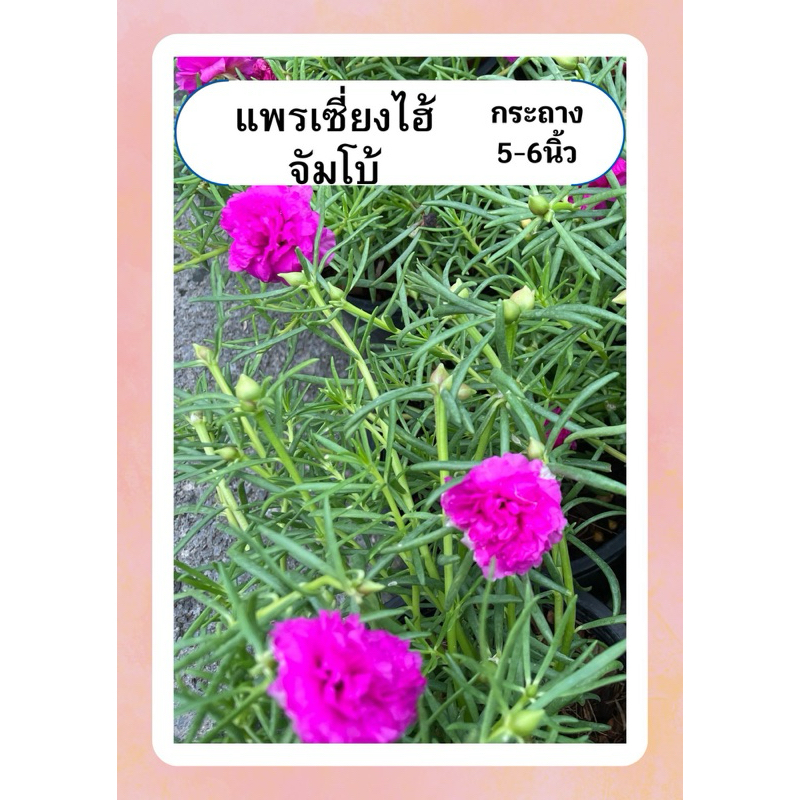 แพรเซี่ยงไฮ้ คุณนายตื่นสาย แพรเซี่ยงไฮ้รวมสี  แพรพันธุ์ดอกใหญ่ จัมโบ้ ออกดอกเก่ง ทนแดด กระถาง6นิ้ว