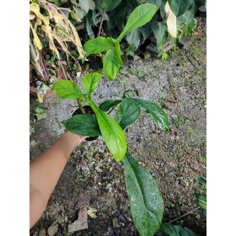 philodendron 69686 "ส่งพร้อมกระถาง 5นิ้ว"