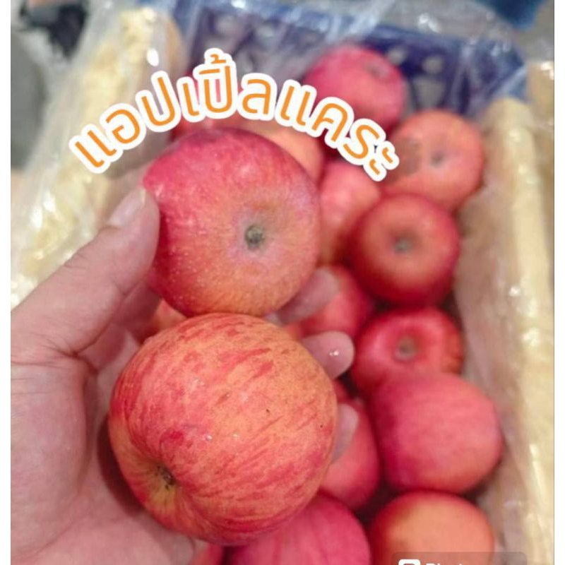 แอปเปิ้ลแคระ🍎สายพันธุ์ฟูจิ🍎1kg.🍎กรอบ อร่อย แอปเปิ้ลไม่ได้แว๊กผิวสีผิวตามธรรมชาติ ต้องลอง size 5-7 ลูก