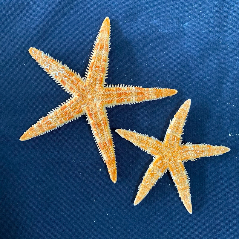 ปลาดาวตัวจริง STARFISH ใช้สำหรับตกแต่งบ้านและทำหัตถกรรม 6-11cm