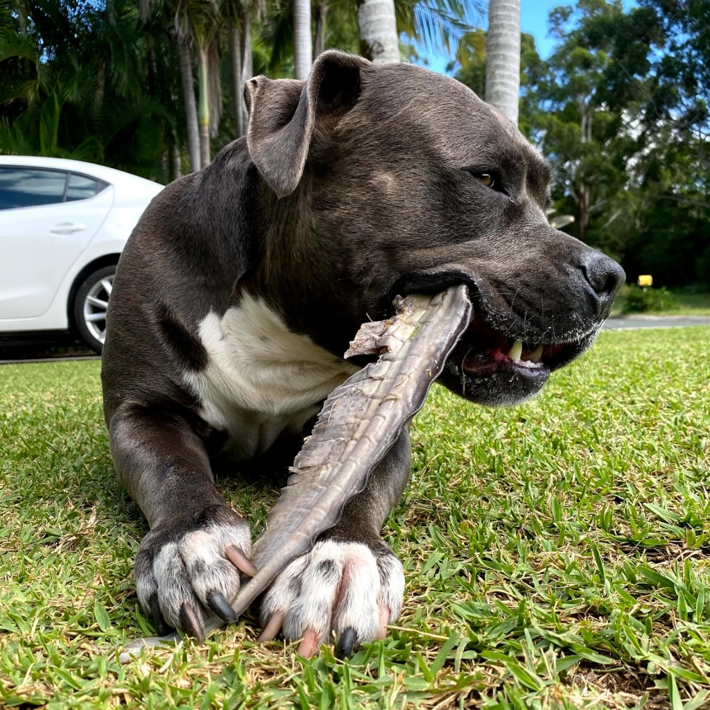 หางปลาฉลาม ขนมแทะหมาแมวอบแห้ง แก้เบื่อ ขัดฟัน Bella's Bites Shark Tail Chew for Dogs and Cats - รูปที่ 3