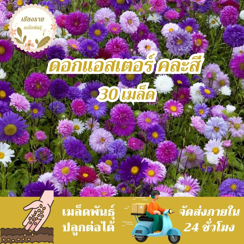 เมล็ดพันธุ์ ดอกแอสเตอร์ คละสี 30เมล็ด Powder Puff Aster Flower Seed เมล็ดพันธุ์แท้100%นำเข้าจากต่างประเทศ ปลูกดอกไม้งาม