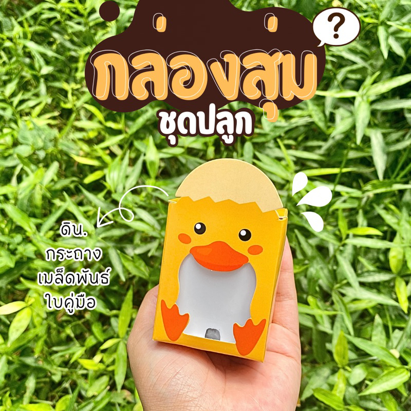 กล่องสุ่ม ชุดปลูกดอกไม้ เมล็ดแบบสุ่ม อุปกรณ์ครบ ของขวัญ ของชำร่วย ปัจฉิม รับปริญญา ของขวัญปีใหม่ ดอกเดซี่ ทานตะวัน