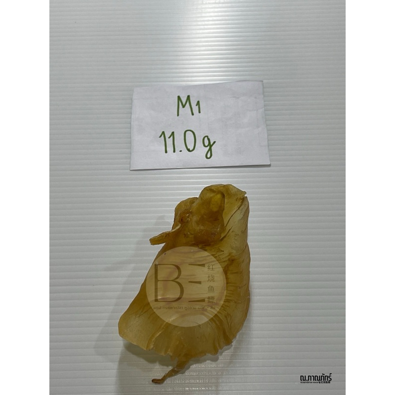 กระเพาะปลาเมี้ยนเล็กตัวผู้ เก่า15 ปี+++  11g แท้💯💯