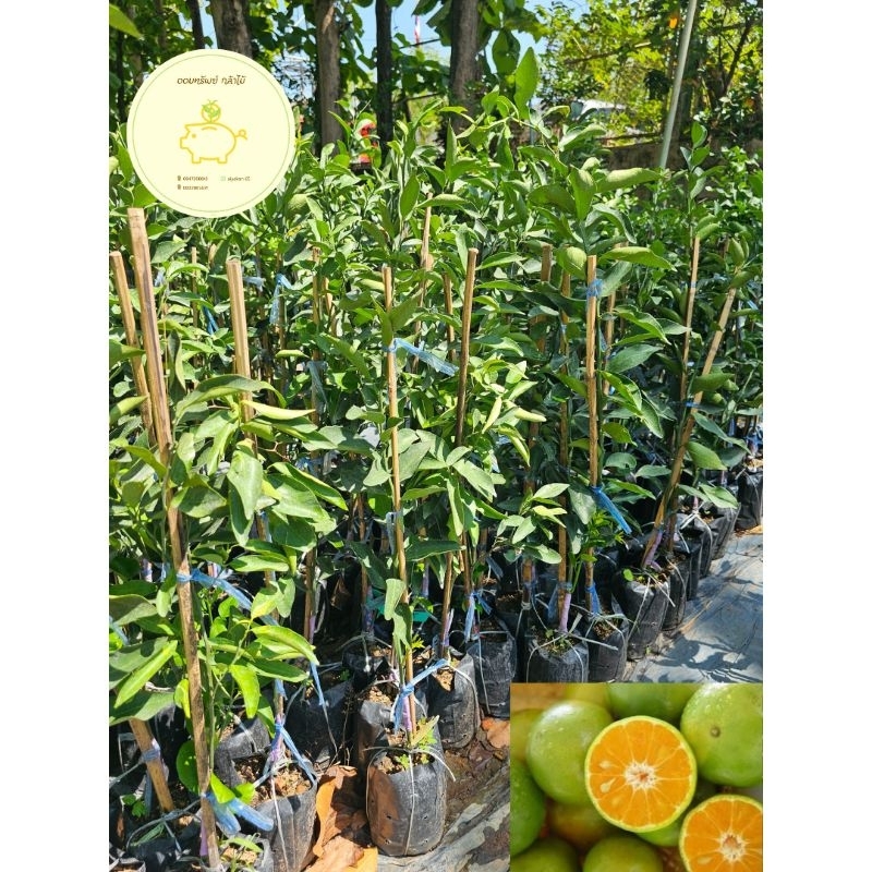 ต้นส้มสายน้ำผึ้ง เสียบยอด ขนาด 50-60 ซม. 🎉เสียหายจากขนส่งเคลมฟรี