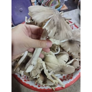 เชื้อเห็ดโคน ทำจากจาวปลวก ดอกใหญ่ราดเชื้อได้ทั้งปี ถูกที่สุด เก็บเห็ดจริงมีคลิปยูทูปช่องฟาร์มตานายาย มีวิธีเพาะให้ ง่ายๆ