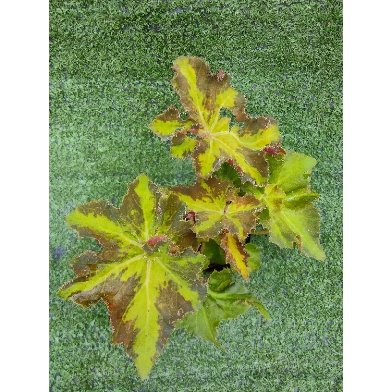 ต้นบีโกเนีย"River Nile" [ Begonia  "River Nile"] ในกระถาง3"