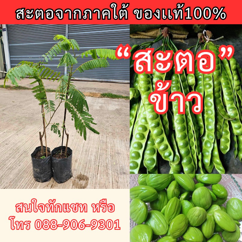 #ต้นสะตอข้าว (ติดตา) สูงราว 50-60เซน #สะตอ