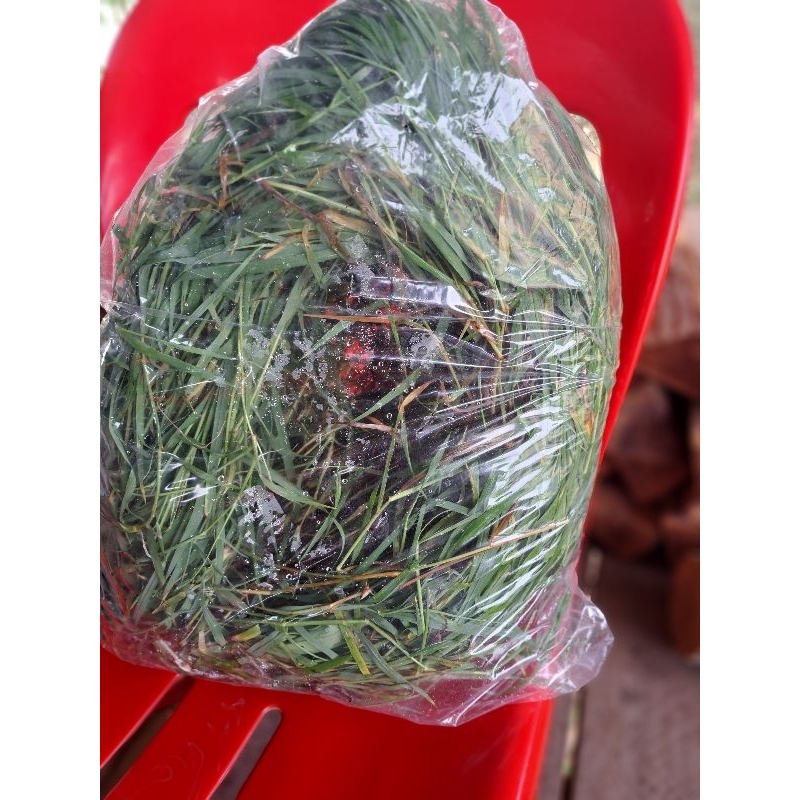 พันธุ์หญ้าแพงโกล่า1กก.55บาทพร้อมปลูกพร้อมส่ง