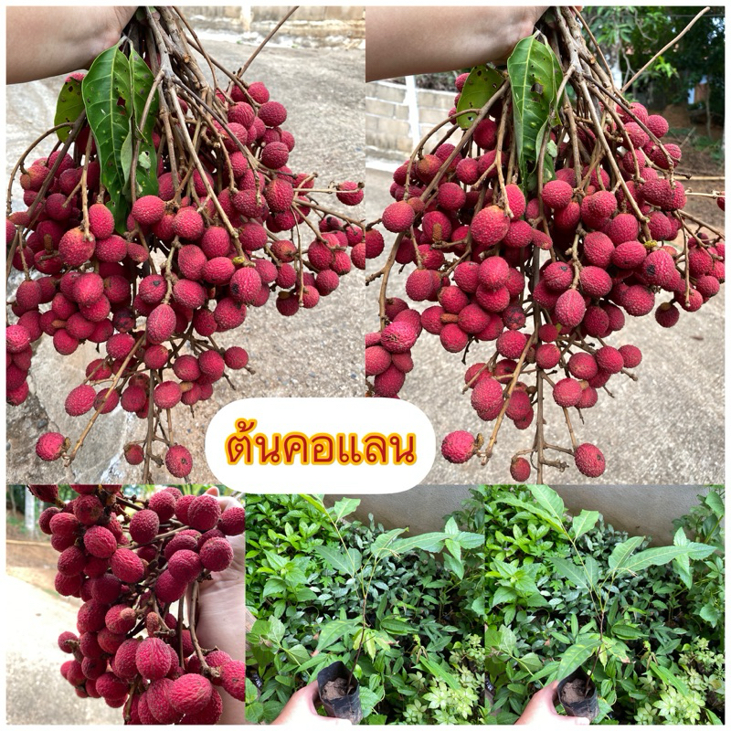 ต้นคอแลน หรือบักแงว ผลไม้ป่ารสเปรี้ยว ถุงชำ2นิ้ว ต้นสูง15-30ซม.