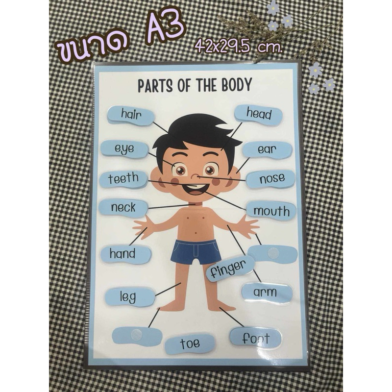 Body ร่างกาย สื่อภาษาอังกฤษ A3