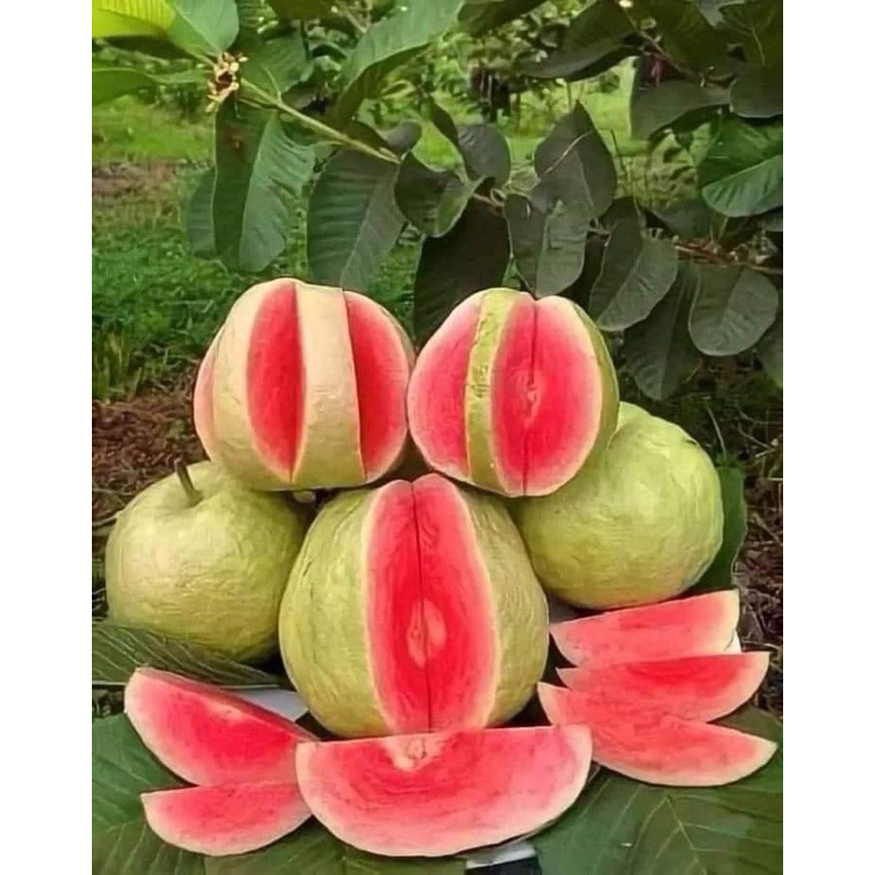ต้นฝรั่งหงส์เป่าสือ สายพันธุ์ไต้หวัน เนื้อแดงหวานกรอบให้ผลตลอดทั้งปี ไร้เมล็ด มีถิ่นกำเนิดมาจากไต้หวัน
