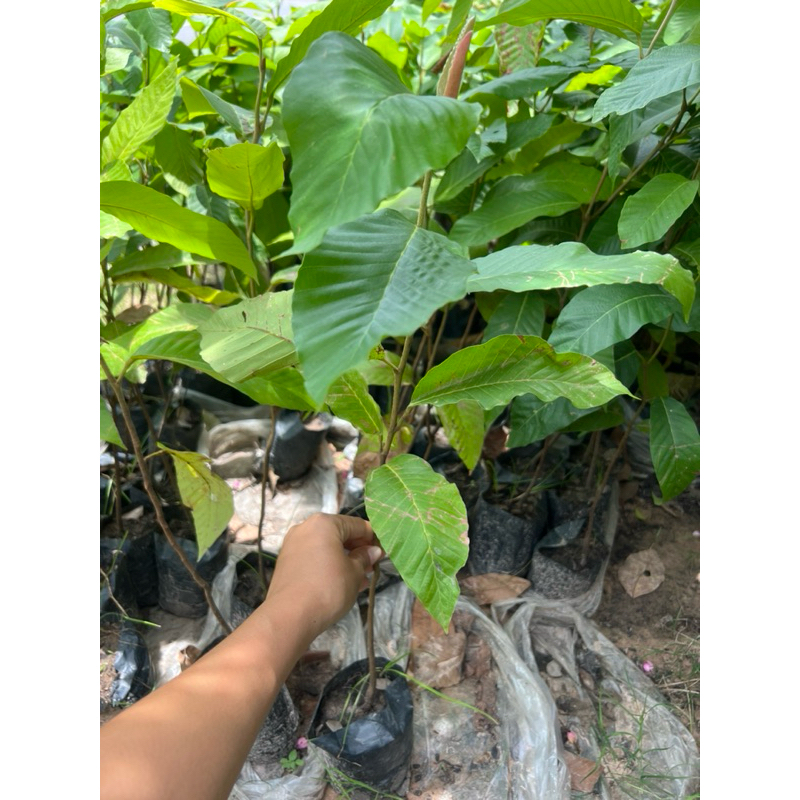 🪴ต้นกล้ายางนา ต้นกล้ายางนาราดน้ำเชื้อเห็ดระโงก🍄 และเห็ดเผาะหนัง🍄ชุด3ต้น