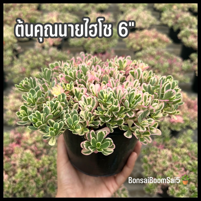 คุณนายไฮโซ คุณนายตื่นสาย กระถาง6นิ้ว ต้นไม้เลี้ยงง่าย มีให้เลือกดอก2สี(แดงและเหลือง)**มีราคาส่ง