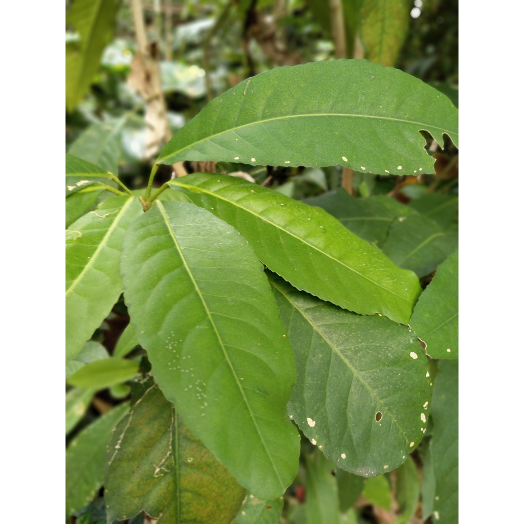 ต้นพันธุ์ เปล้า ต้นเปล้า พร้อมปลูกต้นละ 69 บาท ต้นเปล้า Croton ใช้ในผู้หญิงหลังคลอด ต้มอาบต้มแช่ต้มกิน