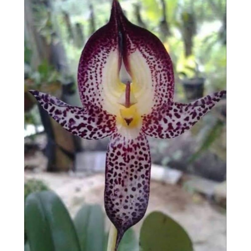 Bulbophyllum macranthum สิงโตก้ามปูใหญ่