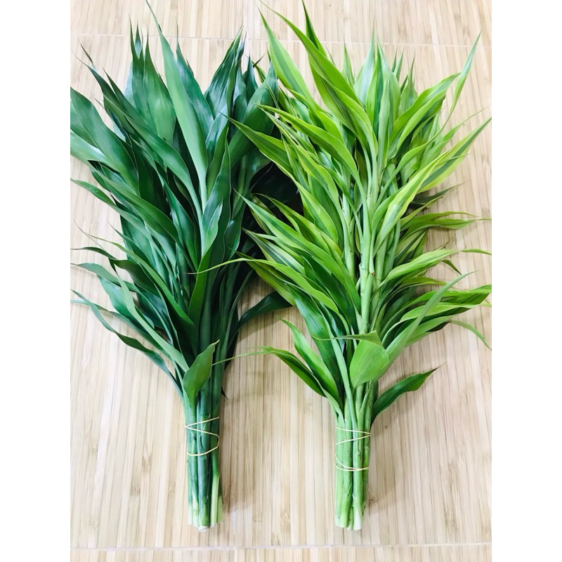 ไผ่กวนอิม ต้นตรง สูง 45-50 ซม. ไม่มีราก สีเขียวหยก สีทอง