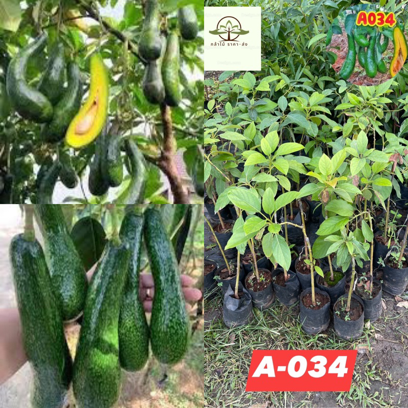 ต้น อโวคาโด้A-034 เสียบยอด พร้อมปลูก ให้ผลไว ไม่ถึงปี น้ำหนักต่อผล 1กิโลกรัม🔥🌸❤️‍🔥