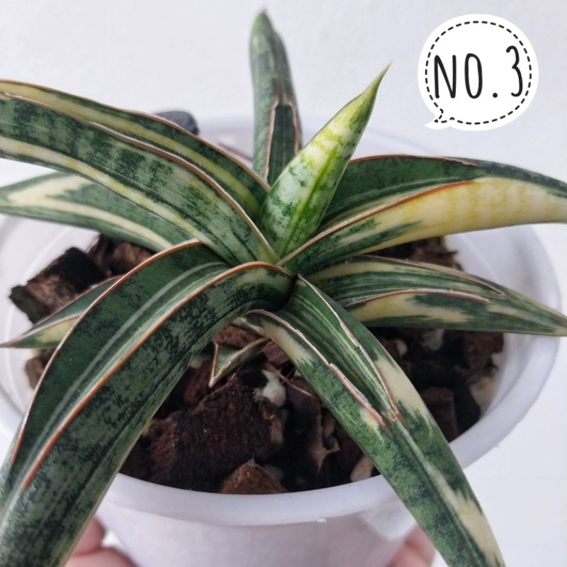 ต้นลิ้นมังกร Lav. 1970 V. / 1970 ด่าง Sansevieria 1970 V. ฟอร์มสวย ด่างสวยสีจัด หายาก น่าสะสม เลือกต