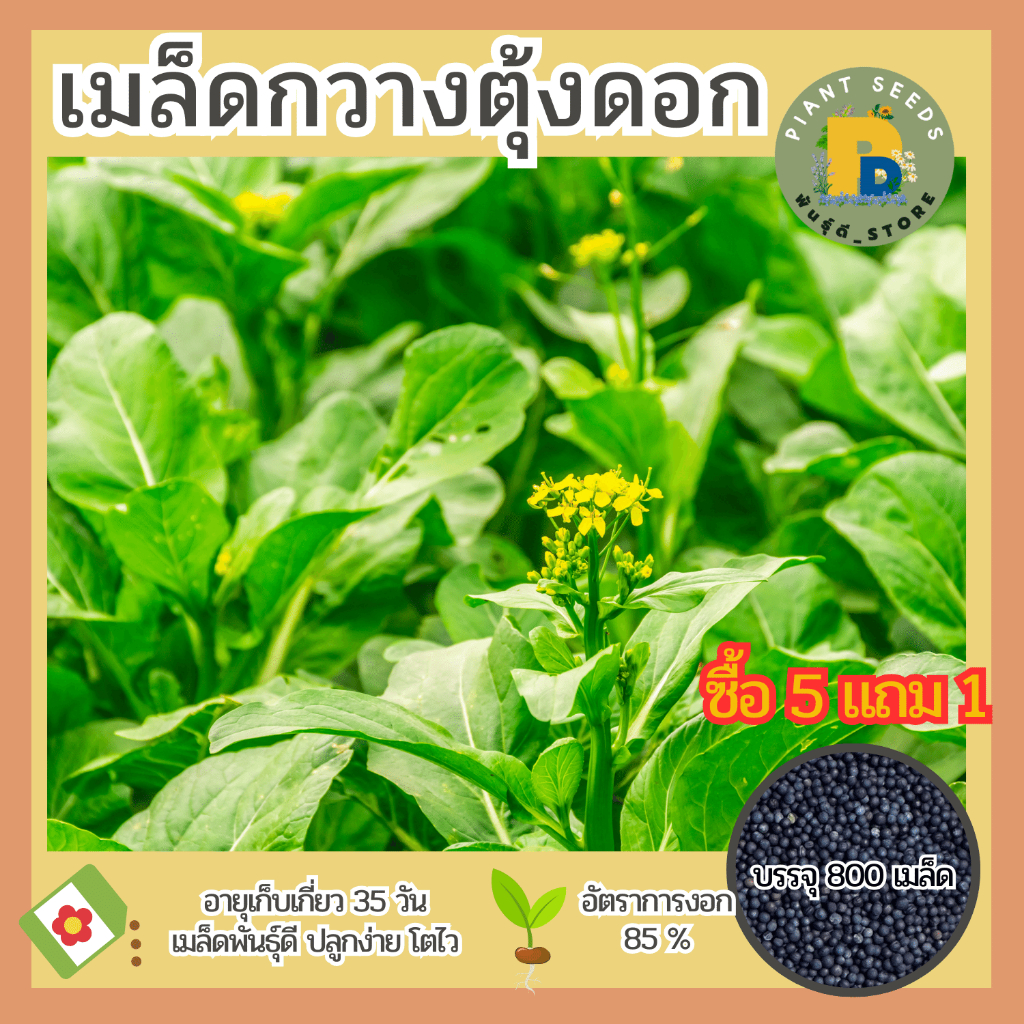 เมล็ดพันธุ์กวางตุ้งดอก แบ่งขาย 800 เมล็ด เมล็ดพันธุ์ดี ปลูกง่าย โตไว (ซื้อ 5 แถม 1)
