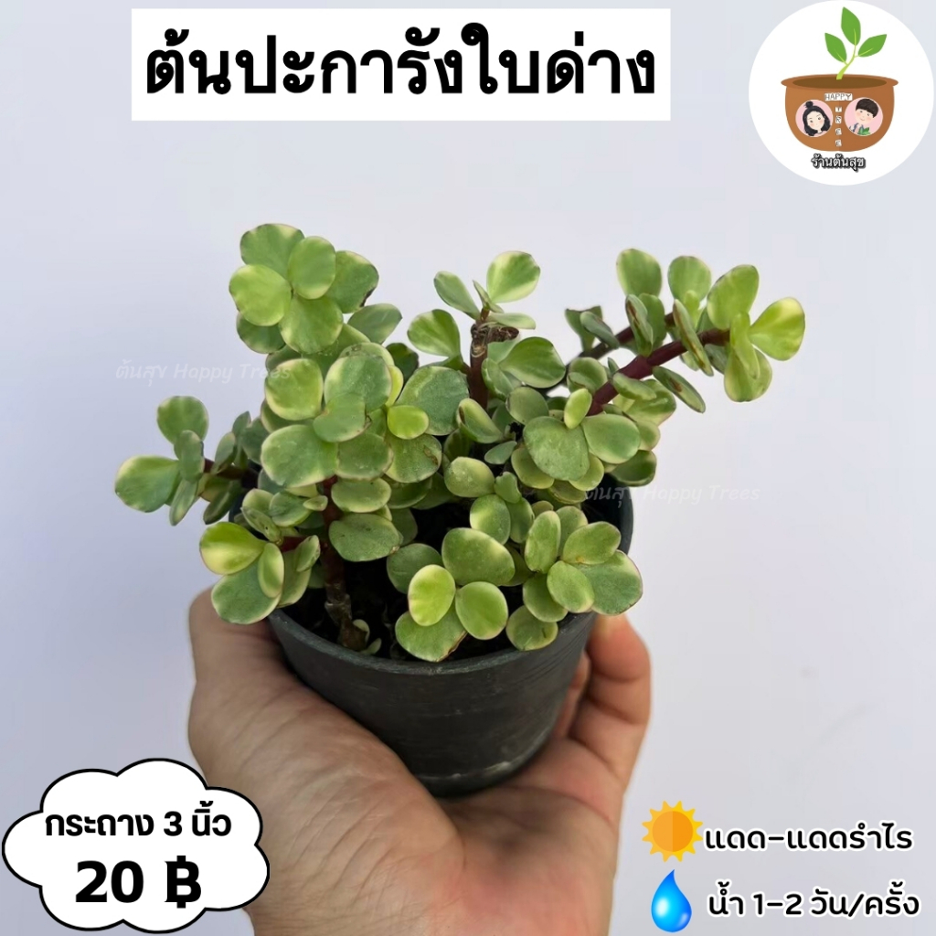 ต้นปะการังสายรุ้ง จัดส่ง 2 ต้นขึ้นไป คละแบบได้