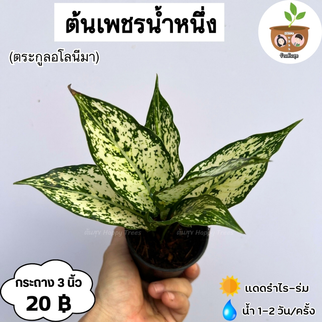 ต้นเพชรน้ำหนึ่ง จัดส่ง 2 ต้นขึ้นไป คละแบบได้