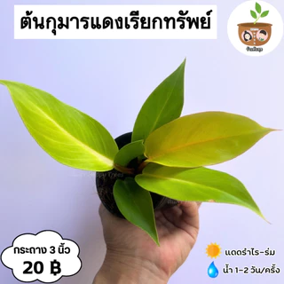 ต้นกุมารแดงเรียกทรัพย์ จัดส่ง 2 ต้นขึ้นไป คละแบบได้