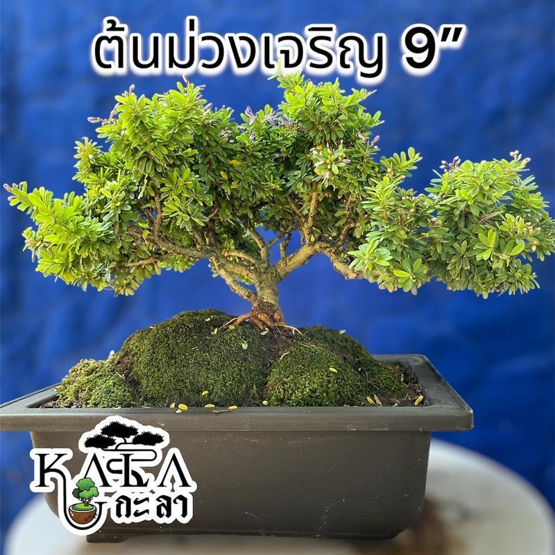 (รหัส O) ต้นม่วงเจริญ หรือหลินซามแคระ กระถาง 9" บอนไซ ไม้จิ๋ว ได้ทั้งกระถาง