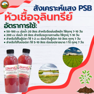(เซต 2 ขวด ) หัวเชื้อ จุลินทรีย์สังเคราะห์แสง PSB สูตรเข้มข้น หัวเชื้อแท้ 100% เร่งราก ดอก ผล ดก