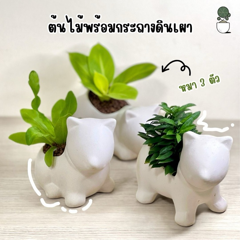 ต้นไม้พร้อมกระถางดินเผารูปหมา 3 แบบต้นไม้จริง ไม้มงคลตั้งโต๊ะทำงาน เลี้ยงง่าย เฟิร์นข้าหลวง ว่านงาช้าง รวยไม่เลิก