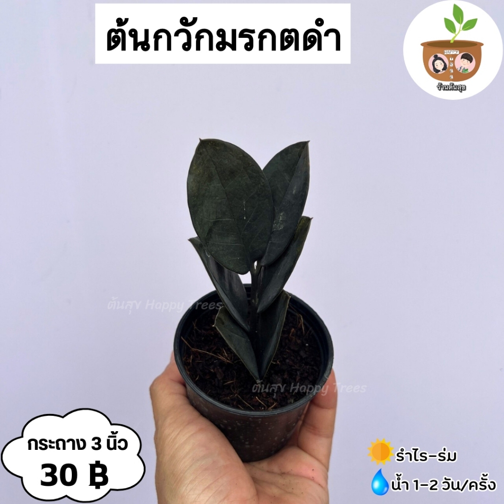 ตันกวักมรกตดำ(30)จัดส่ง 2 ต้นขึ้นไป คละแบบได้