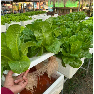 กล่องโฟมปลูกผักสลัดและผักสวนครัว แพ็คสุดคุ้ม 4 กล่อง พร้อมเจาะรู+ถุงคลุมกล่อง+ถ้วยปลูกสีเขียว 80 หลุม -เกษตรกรรมยั่งยืน