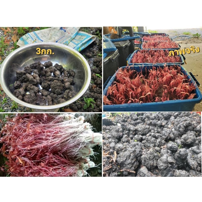 3โล100 เง่าเหง้าบัวแดง อัตรางอกสูง ปลูกสร้างรายได้ ปลูกทานเอง ปลูกง่ายที่สุด