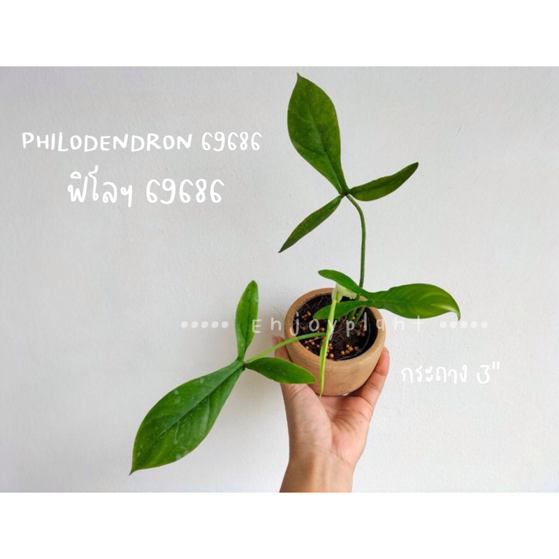 philodendron 69686 กระถาง 3“