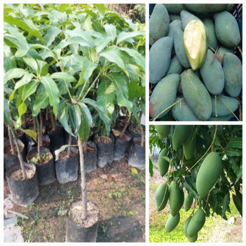 ต้นมะม่วงฟ้าลั้น แบบเสียบยอด มะม่วงมันพันธุ์ดี ต้นพันธุ์แข็งแรงพร้อมปลูก