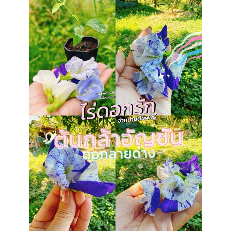 ต้นกล้าอัญชัน ต้นอัญชัน อันชัน อัญชันลาย อัญชัญสีพาสเทล ดอกไม้กินได้