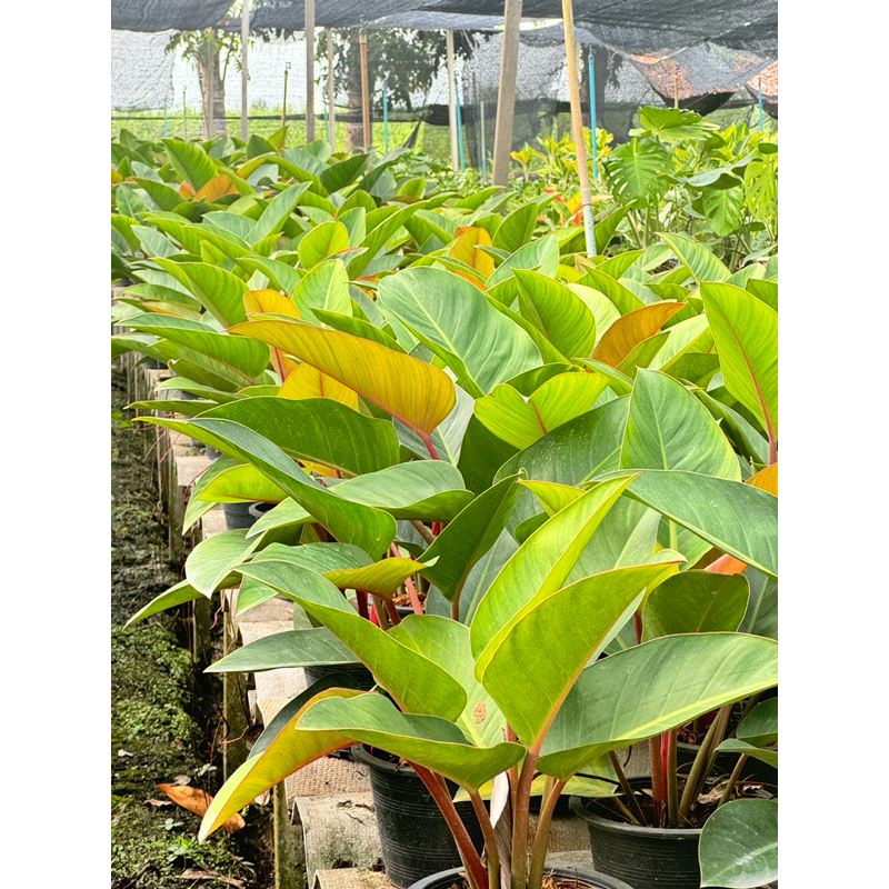 มุมมอง 5