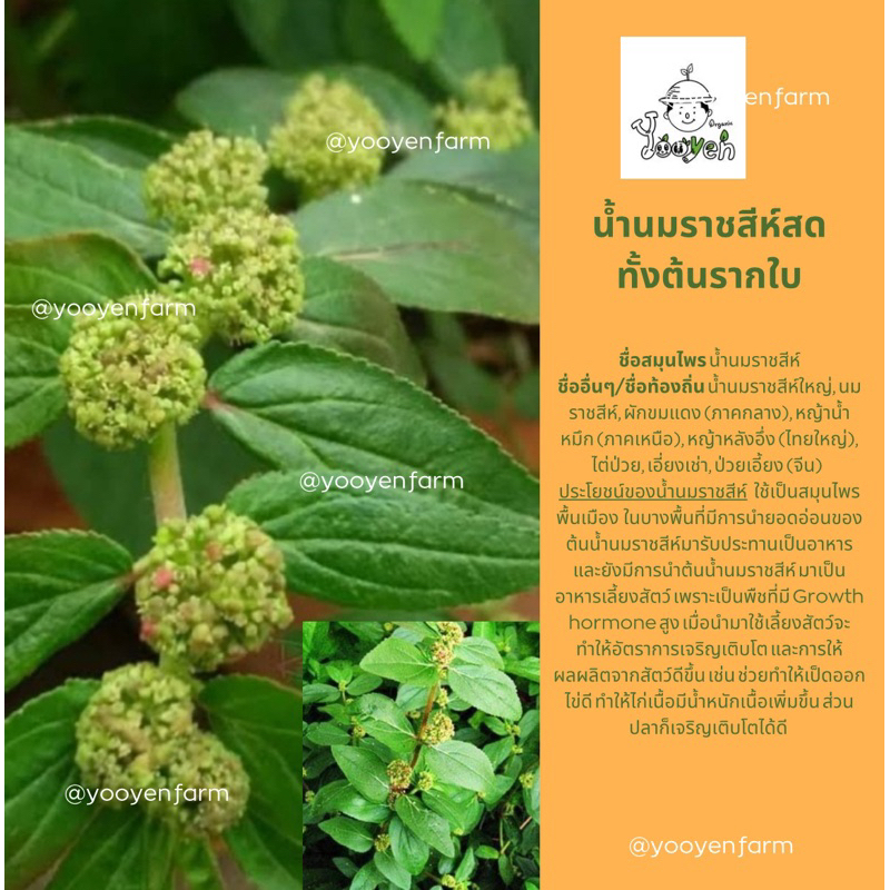 น้ำนมราชสีห์ต้นรากใบดอกเก็บสดออร์แกนิค(100กรัม)
