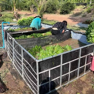 เมล็ดพันธุ์ผักชีฝรั่ง พันธุ์หอมนวล ใบดก ใหญ่ มีกลิ่นหอม ปลูกง่าย โตไว