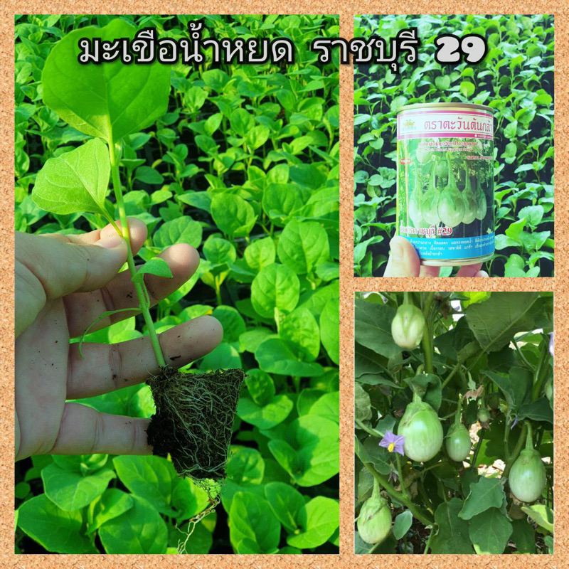 ต้นกล้ามะเขือเปราะ  มะเขือเจ้าพยา  จำนวน 110  ต้น
