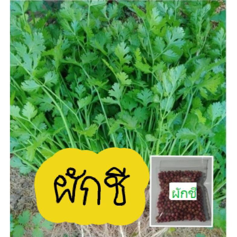 เมล็ดผักชี 3000เมล็ด แถมปุ๋ยบำรุง+คู่มือการปลูก