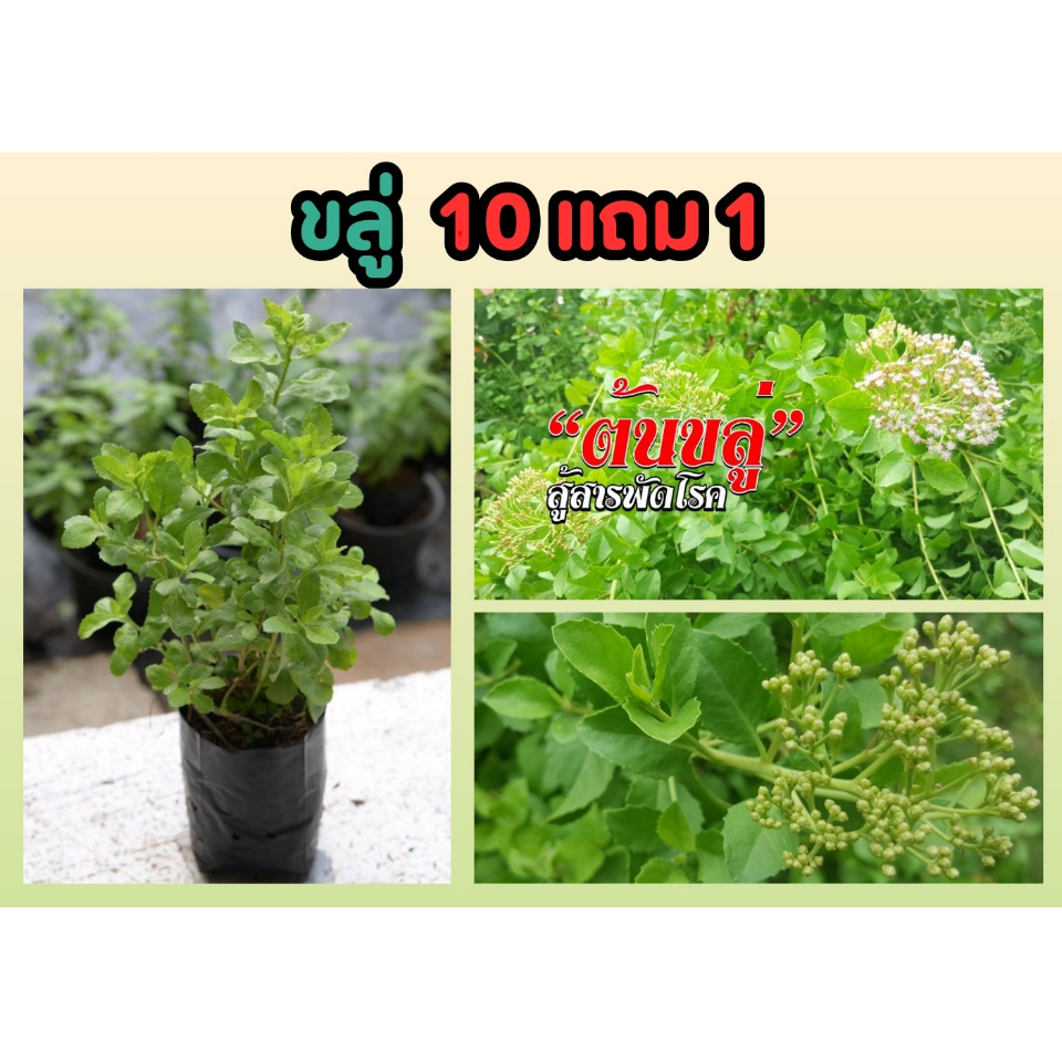 ขลู่​ สมุนไพรไทย​ รักษาโรค ปลอดสาร ต้นไม้ ปลูกง่าย ธรรมชาติ ฟอกอากาศ สวน จัดสวน แต่งบ้าน แต่งสวน จัดสวน สวนครัว ปุ๋ยดิน