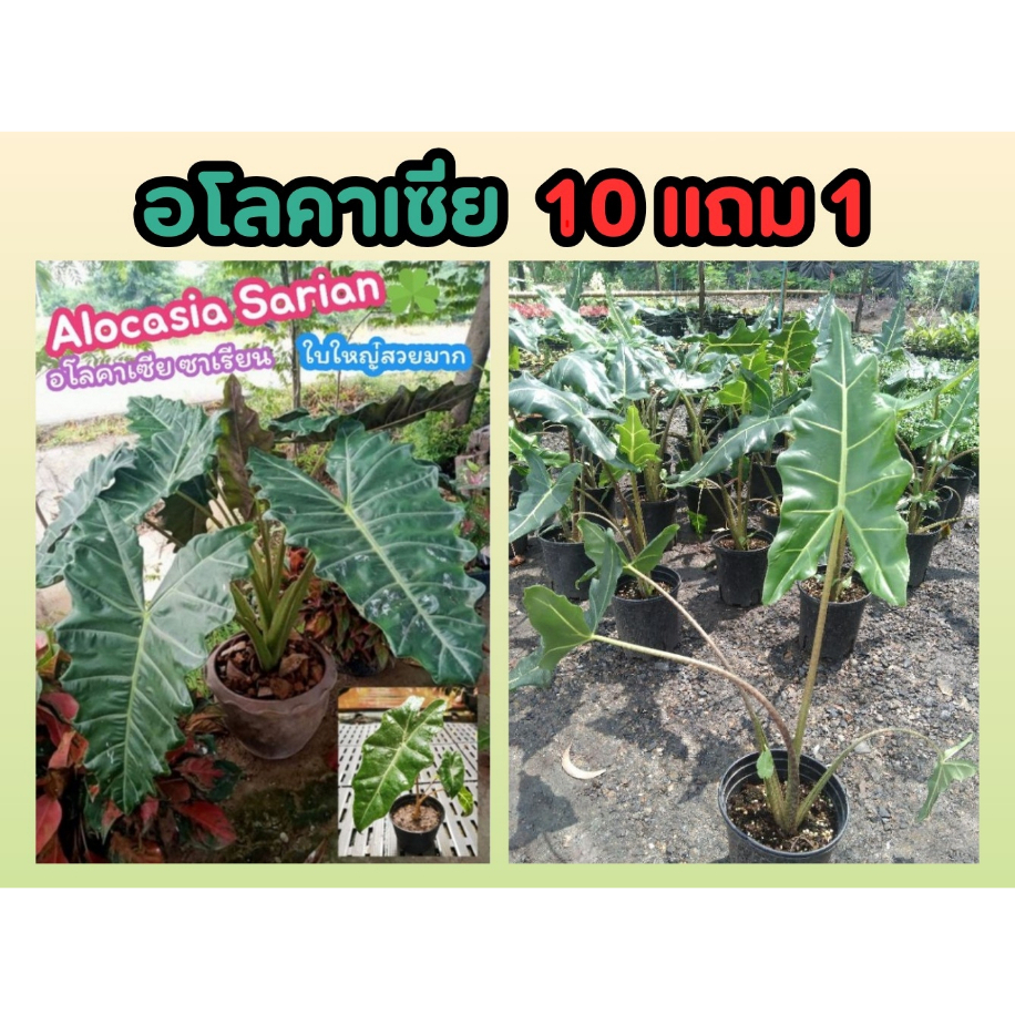 อโลคาเซีย  Alocasia Sarian Ele 🌿phant's Earซาเรียน หูช้าง​ ต้นไม้ฟอกอากาศ​ ไม้มงคล​ บอน​ บอนสี​ แต่ง