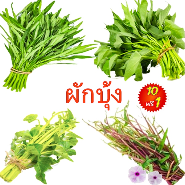 ผักบุ้ง📌รวมทุกพันธุ์🎯ถูกที่สุด10บ.🎯เมล็ดพันธุ์ผักบุ้ง50-100เมล็ด☘️งอกง่าย🌱ใบดก🌱ทานอร่อย🌱ทนร้อน