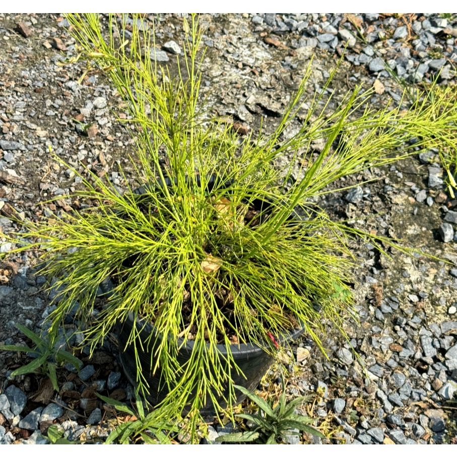 มุมมอง 2