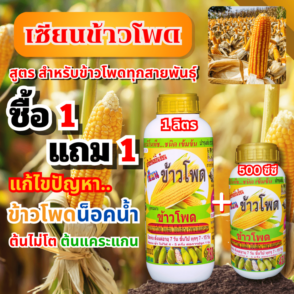 เซียนข้าวโพด 1 แกลลอน แถม 2 ลิตร ฮอร์โมนข้าวโพด ฉีดพ่นทางใบ อาหารพืช ยาฉีดข้าวโพด เร่งต้น เร่งฝัก