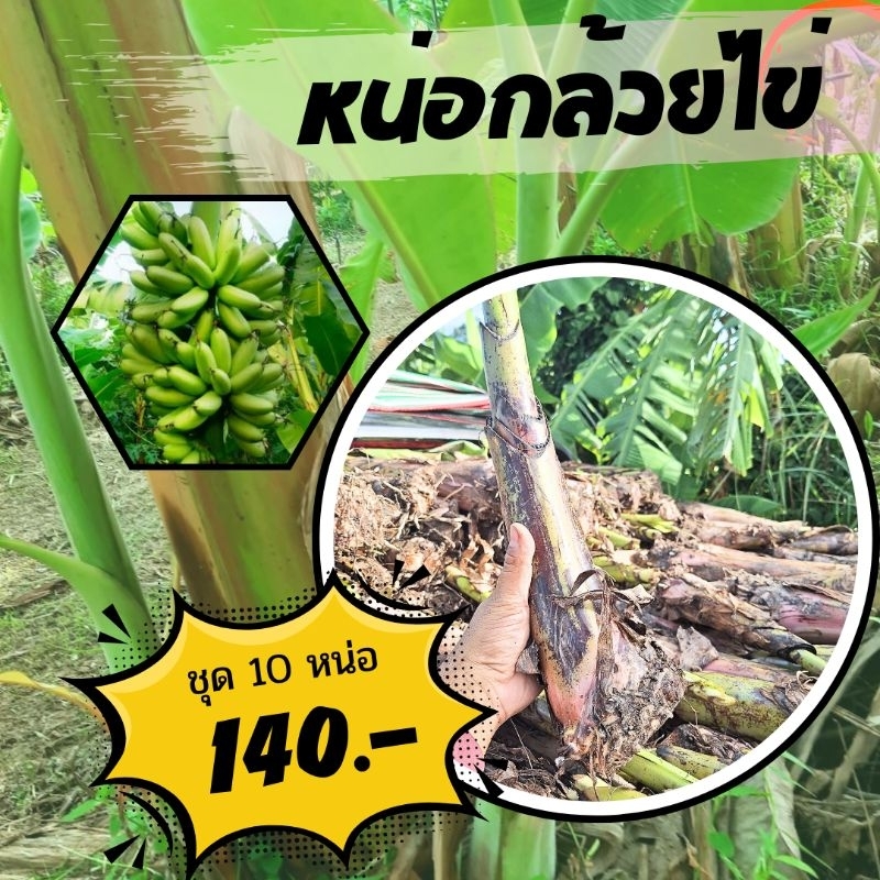 หน่อกล้วยไข่ขุดสด*ชุดละ 10 หน่อ  ติดรากเยอะ แทงยอดไว หน่อสวยปิ๊ง