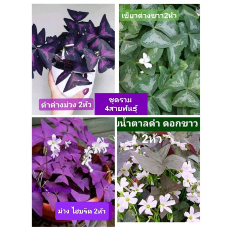 หัว/เหง้า ผีเสื้อราตรี รวม 4สายพันธุ์ เขียวด่างขาว2หัว/ สีม่วง ชุด2 หัว/ผีเสื้อราตรี สีดำลายม่วง ชุด2หัว/น้ำตาลดำ 2ห้ว