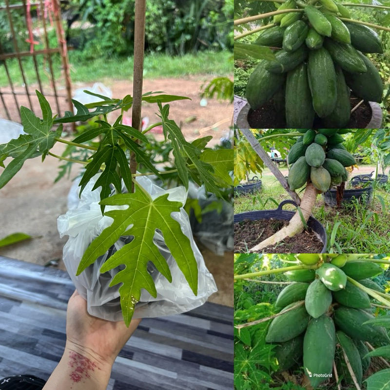 ต้นมะละกอเตี้ยชุมแพ (1ต้น)