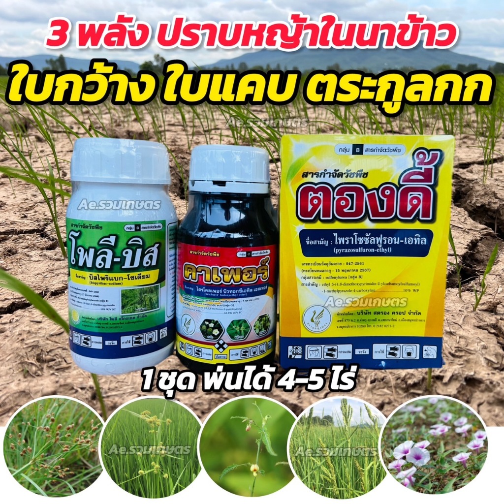 ยาฆ่าหญ้าในนาข้าว ยาฆ่าหญ้า 3พลังบวก โพลีบิส + ตองดี้ + คาเพอร์ ( บิสไพริแบคโซเดียม + ไพราโซซัลฟูรอน